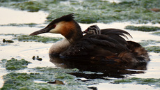 Haubentaucher (9).jpg